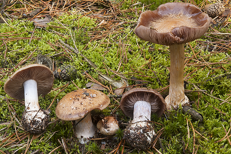 Cortinarius scaurus var. scaurus (door Nico Dam)