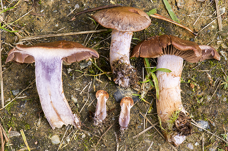 Cortinarius simulatus (door Nico Dam)