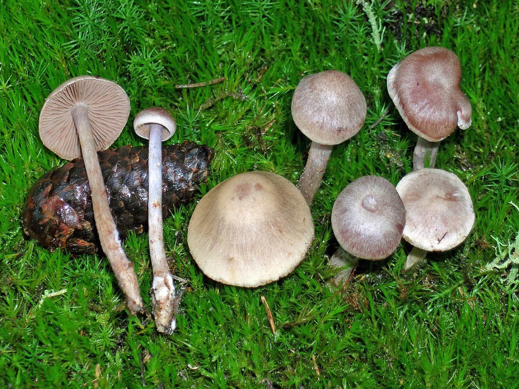 Cortinarius spilomeus (door Jaap Wisman)