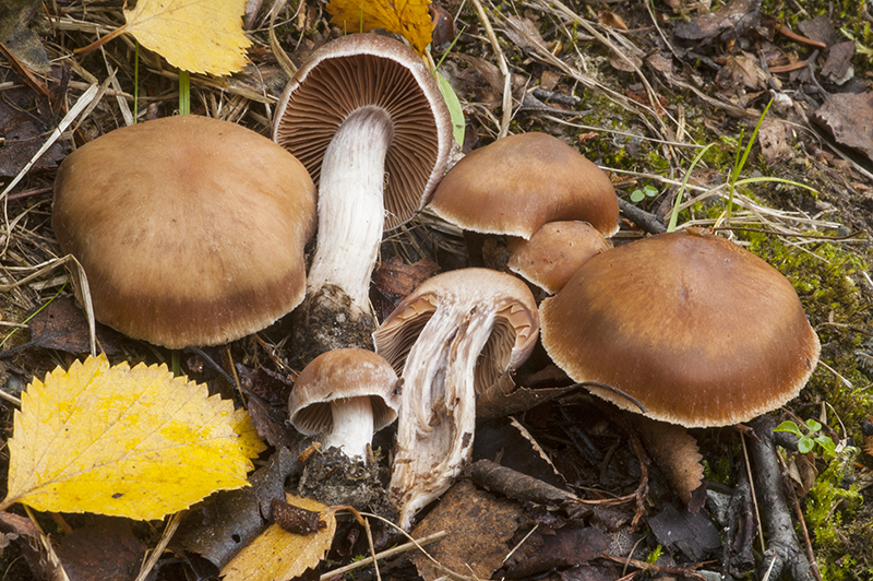 Cortinarius subbalaustinus (door Nico Dam)