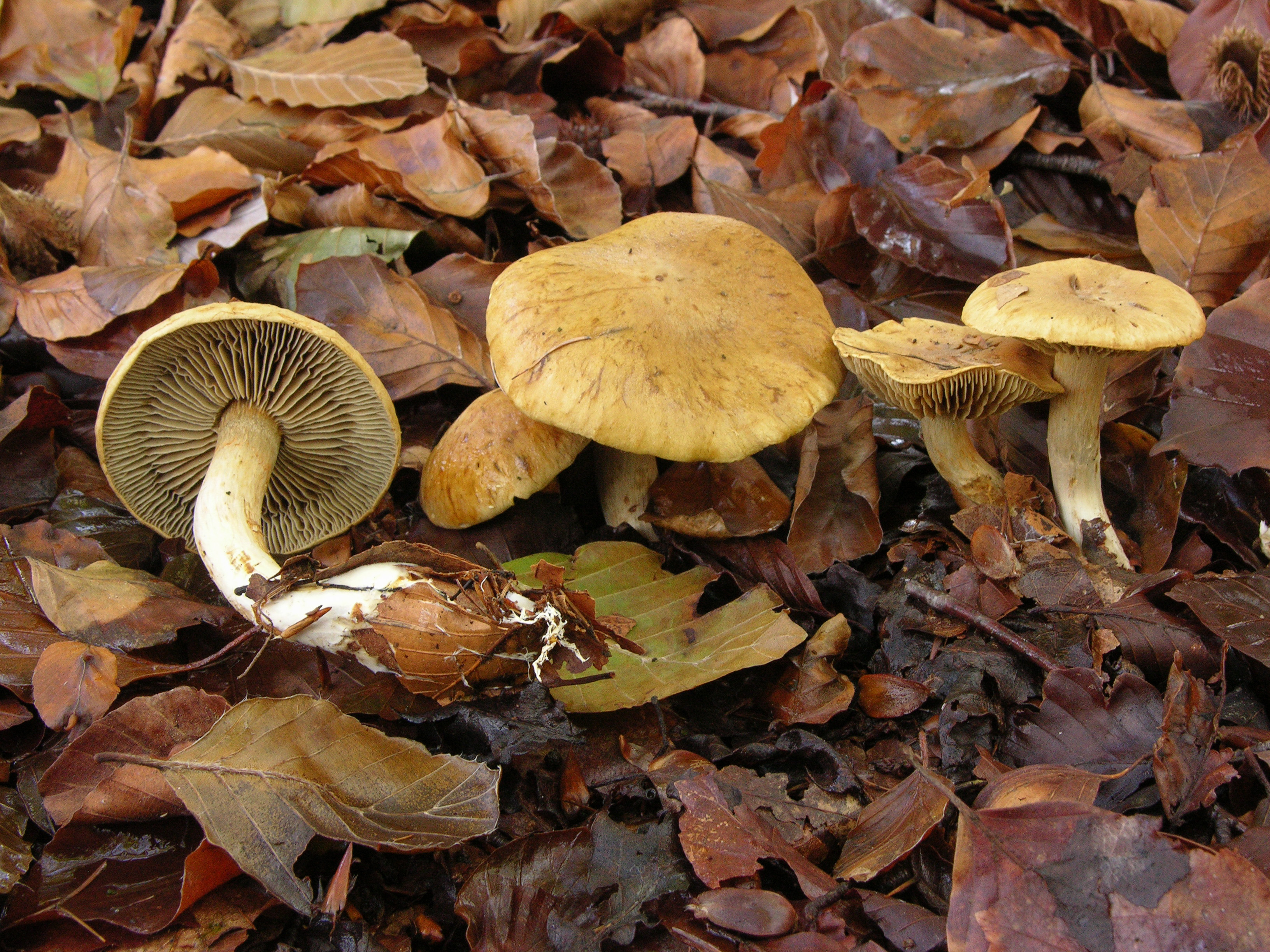 Cortinarius subtortus (door Roeland Enzlin)