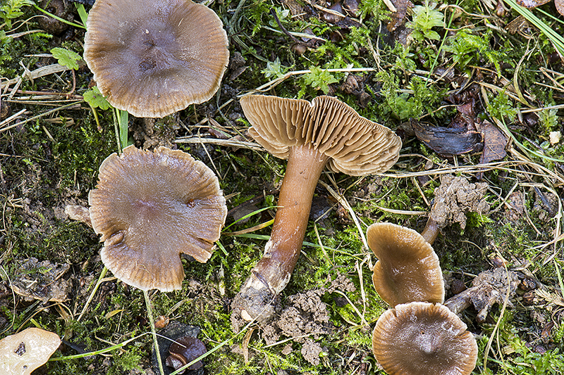 Cortinarius suburaceus (door Nico Dam)