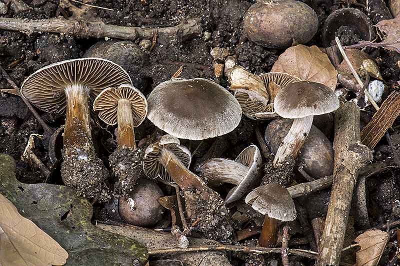 Cortinarius suburaceus (door Nico Dam)