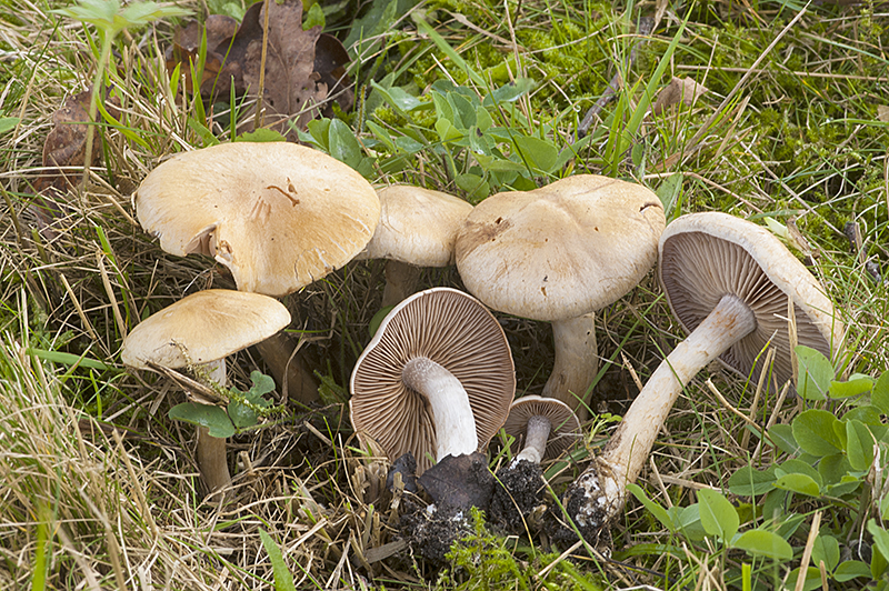 Cortinarius tabularis (door Nico Dam)