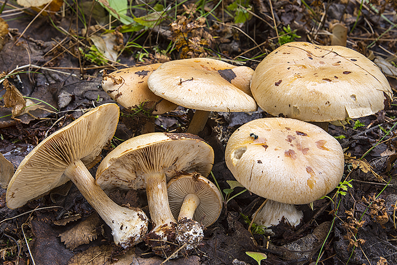 Cortinarius talus (door Nico Dam)