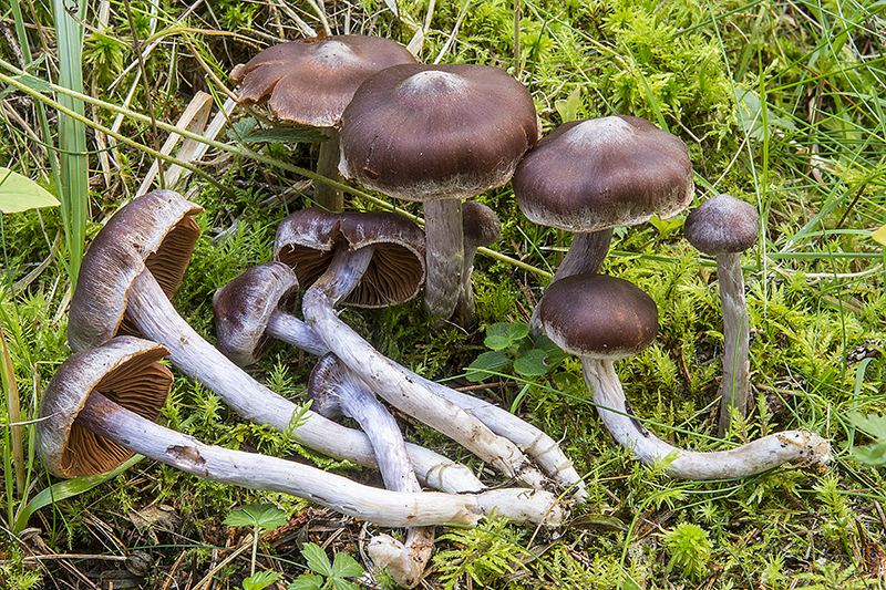 Cortinarius tortuosus (door Nico Dam)