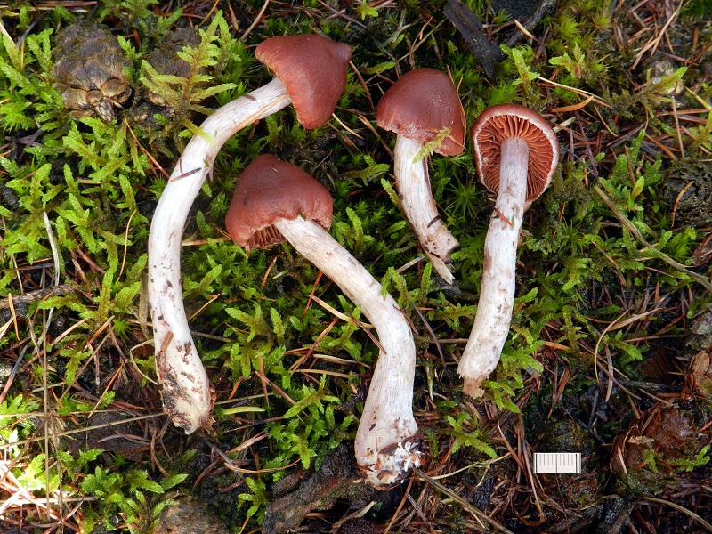 Cortinarius tortuosus (door Jaap Wisman)