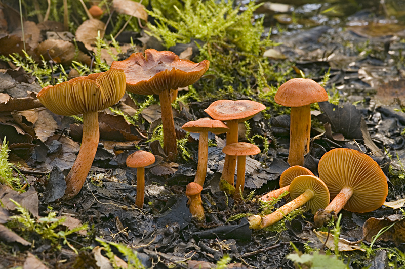 Cortinarius uliginosus f. uliginosus (door Nico Dam)