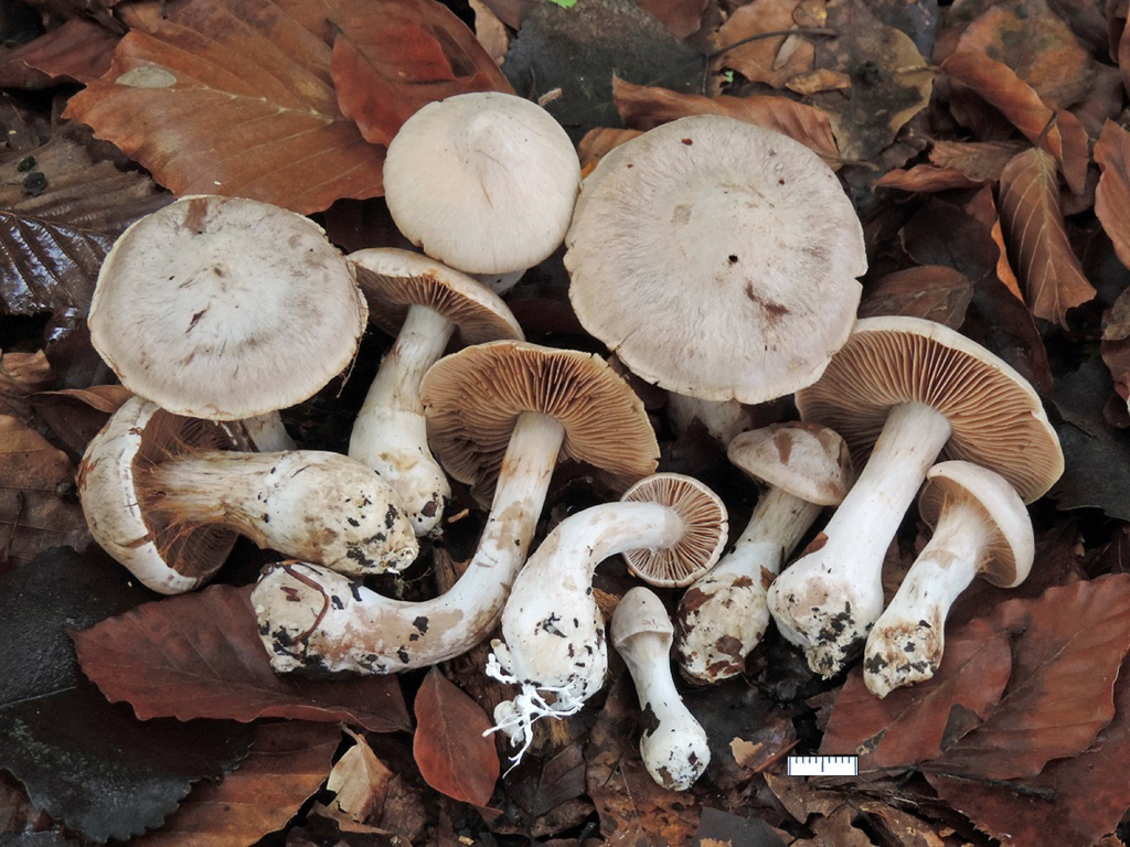 Cortinarius urbicus (door Jaap Wisman)