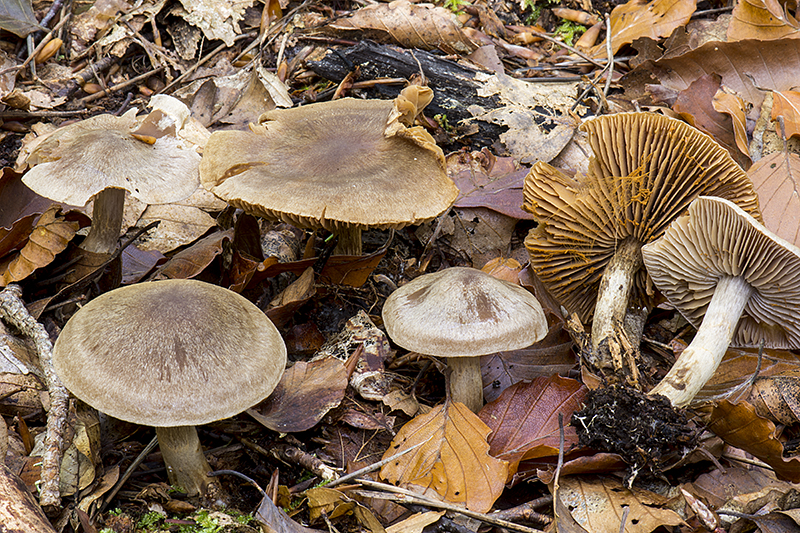 Cortinarius valgus (door Nico Dam)