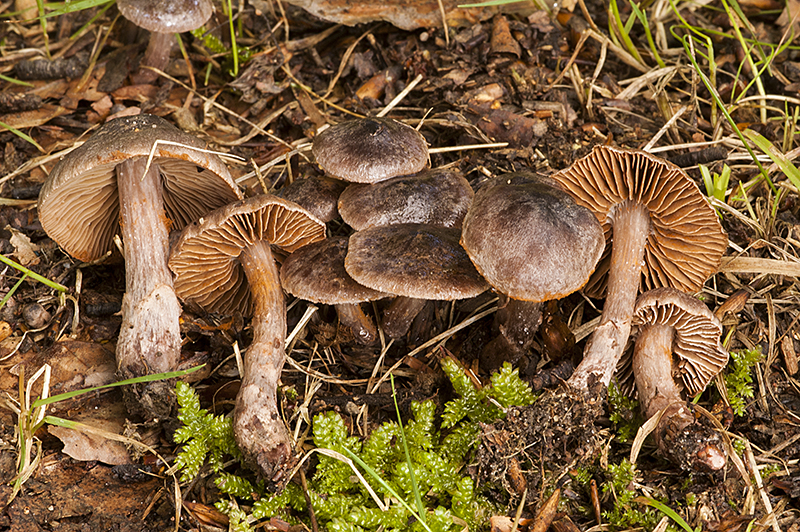 Cortinarius vernus (door Nico Dam)