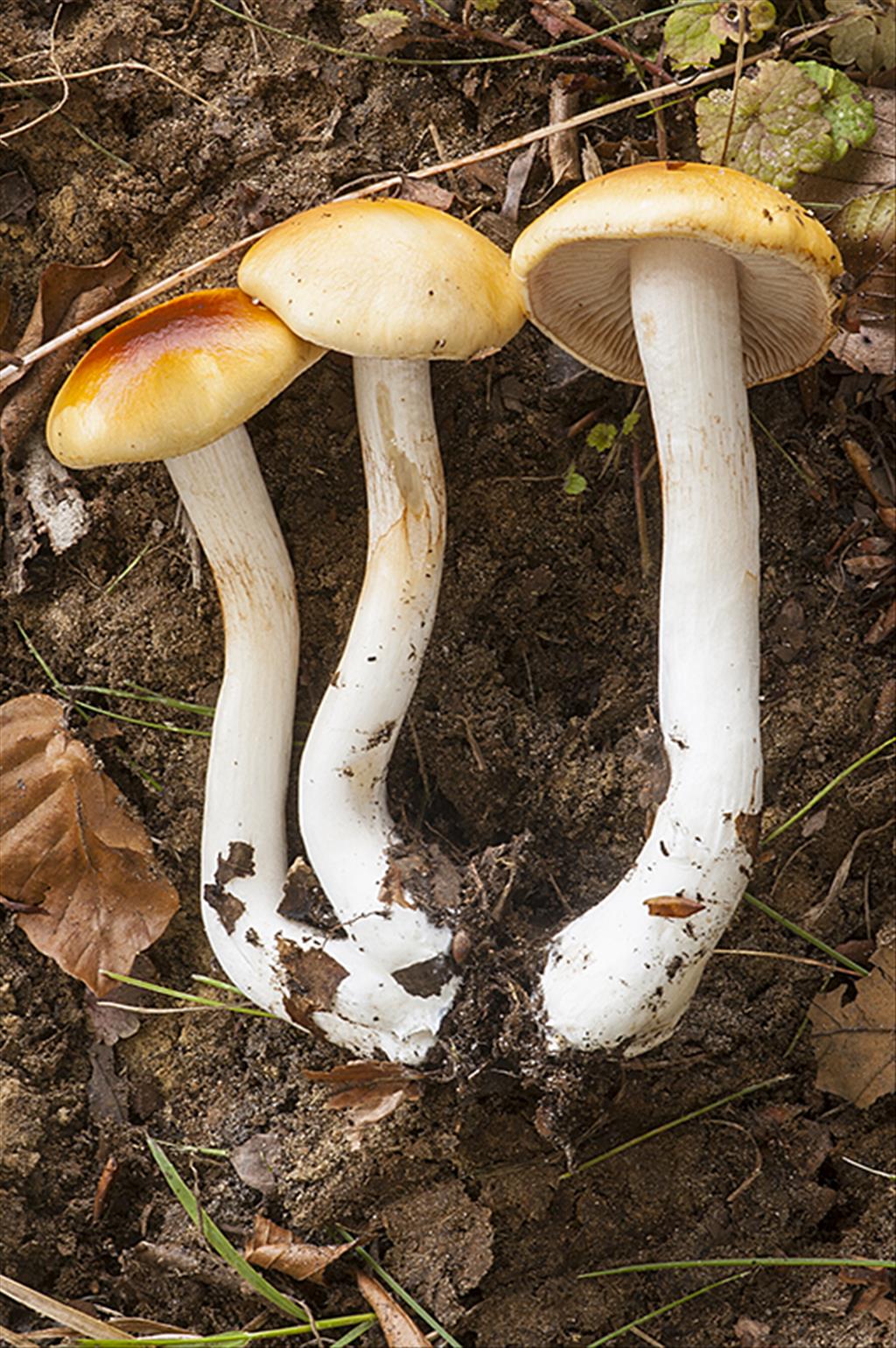 Cortinarius vibratilis (door Nico Dam)