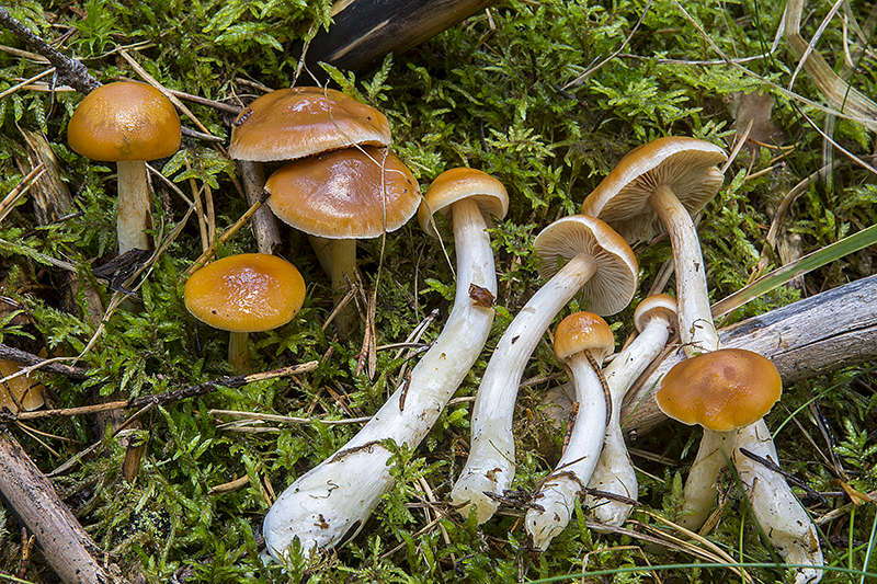 Cortinarius vibratilis (door Nico Dam)