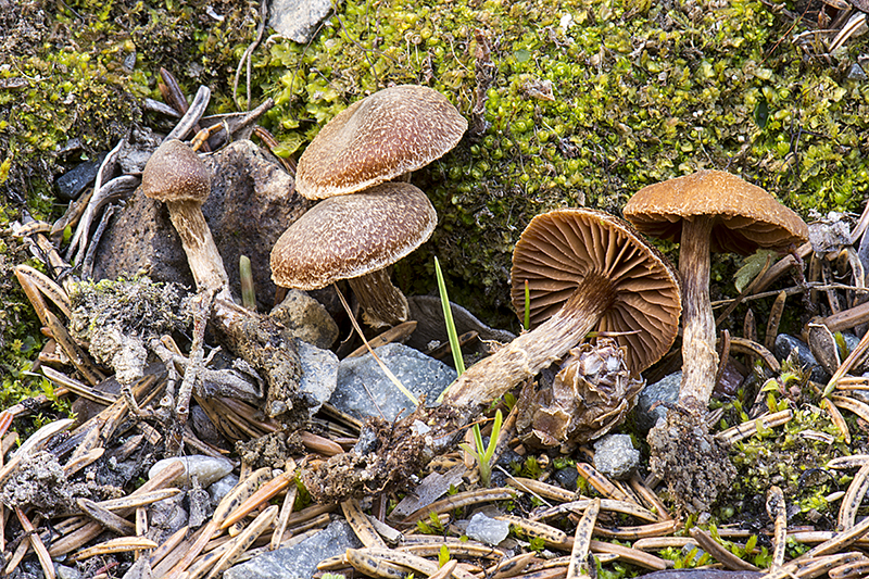 Cortinarius violilamellatus (door Nico Dam)