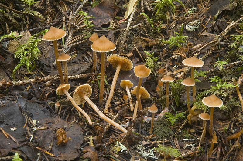 Cortinarius acutus (door Nico Dam)