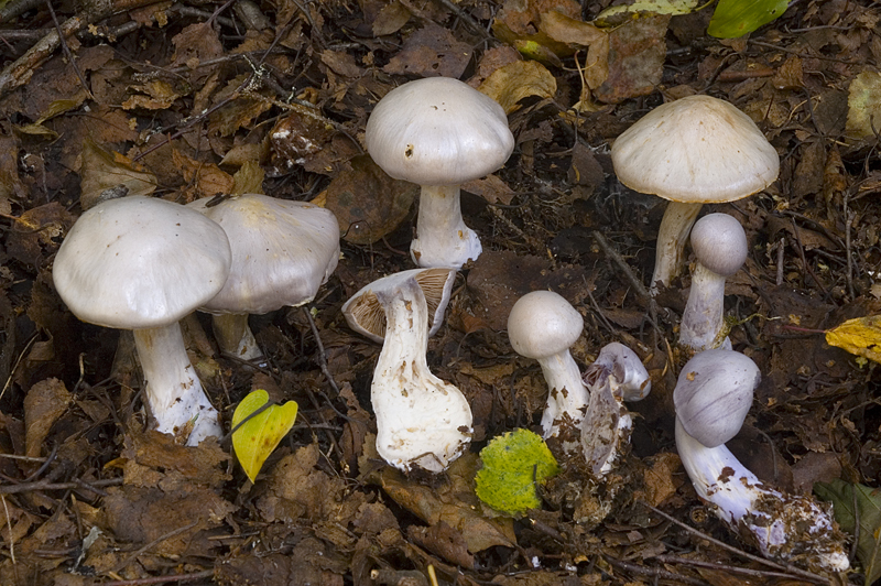 Cortinarius alboviolaceus sl, incl. acutispissipes (door Nico Dam)