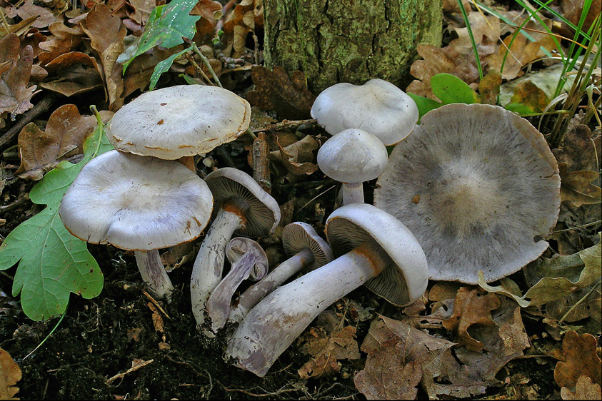 Cortinarius alboviolaceus sl. incl. acutispissipes (door Henk Huijser)