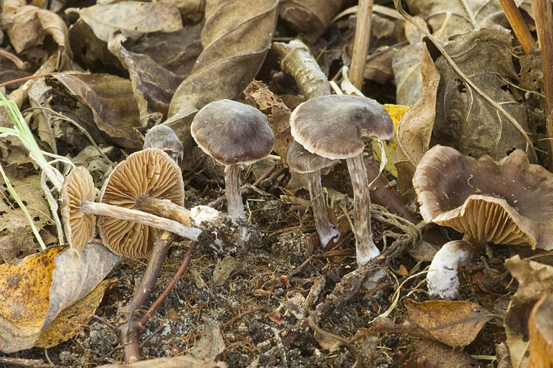 Cortinarius alnetorum (door Nico Dam)