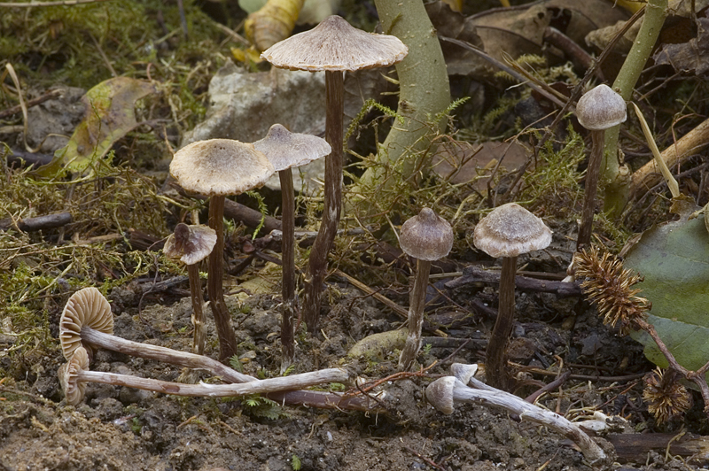 Cortinarius alnetorum (door Nico Dam)