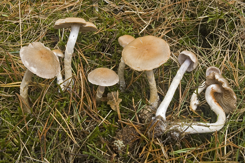 Cortinarius anomalus (door Nico Dam)