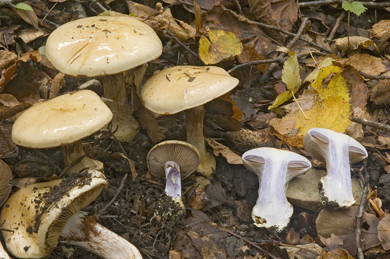 Cortinarius anserinus (door Nico Dam)