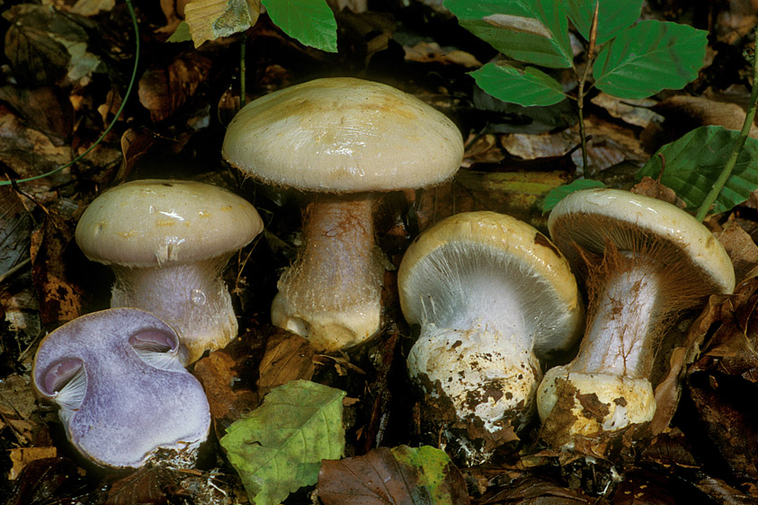 Cortinarius anserinus (door Henk Huijser)