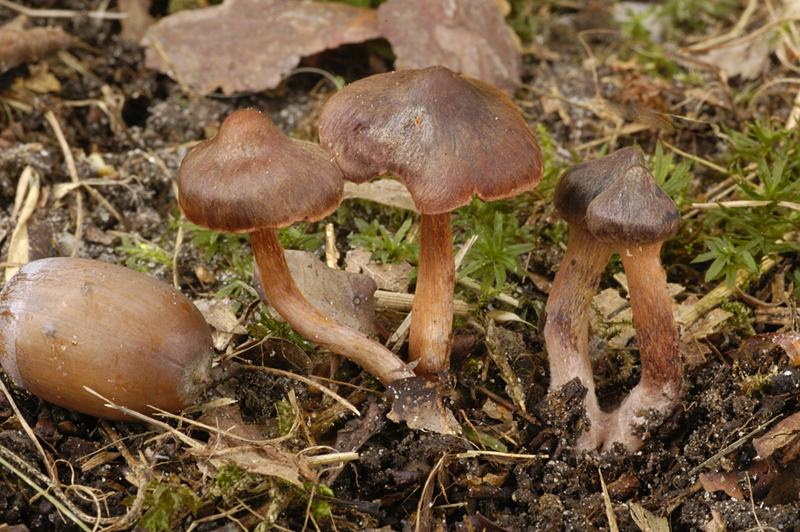 Cortinarius anthracinus (door Nico Dam)