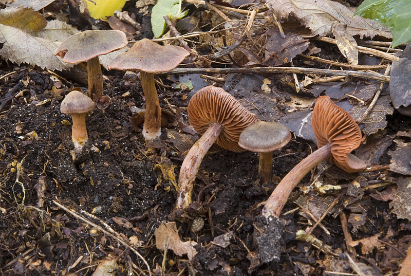 Cortinarius anthracinus (door Nico Dam)