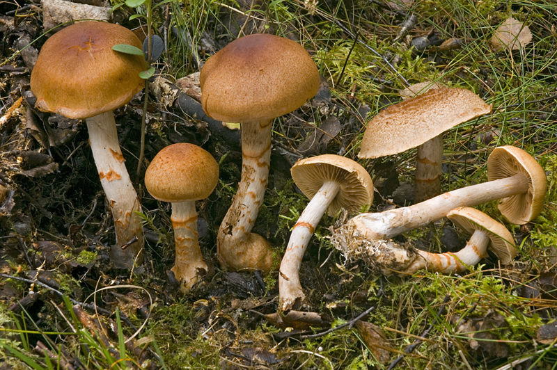 Cortinarius armillatus (door Nico Dam)