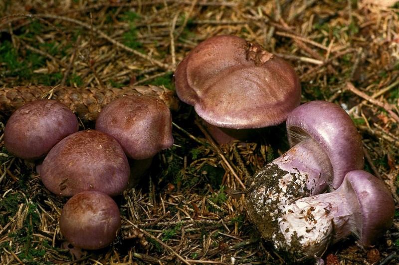 Cortinarius balteatocumatilis (door Henk Huijser)