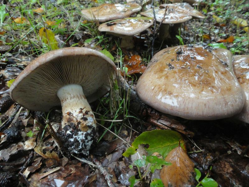 Cortinarius balteatocumatilis (door Gert Immerzeel)