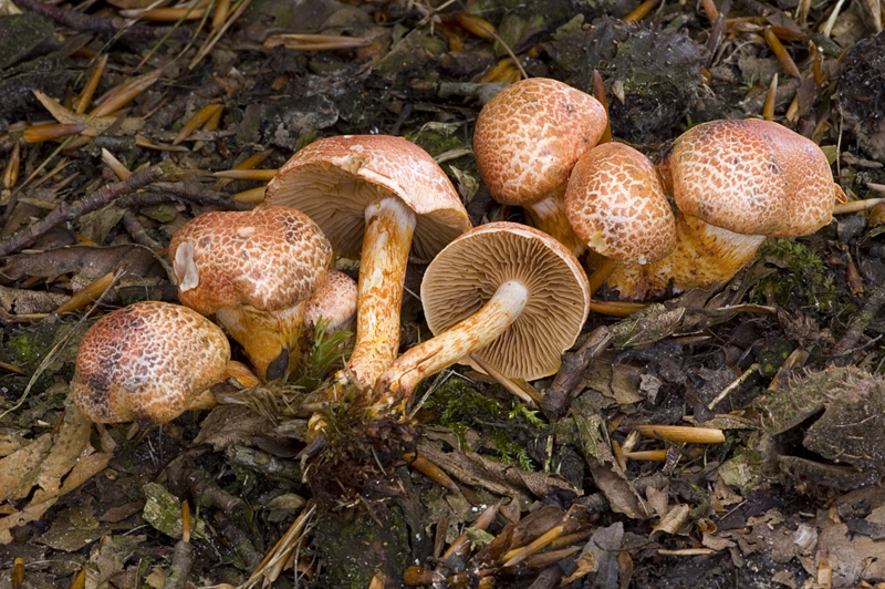 Cortinarius bolaris (door Nico Dam)