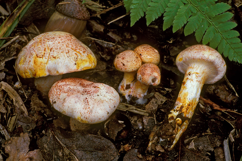 Cortinarius bolaris (door Henk Huijser)