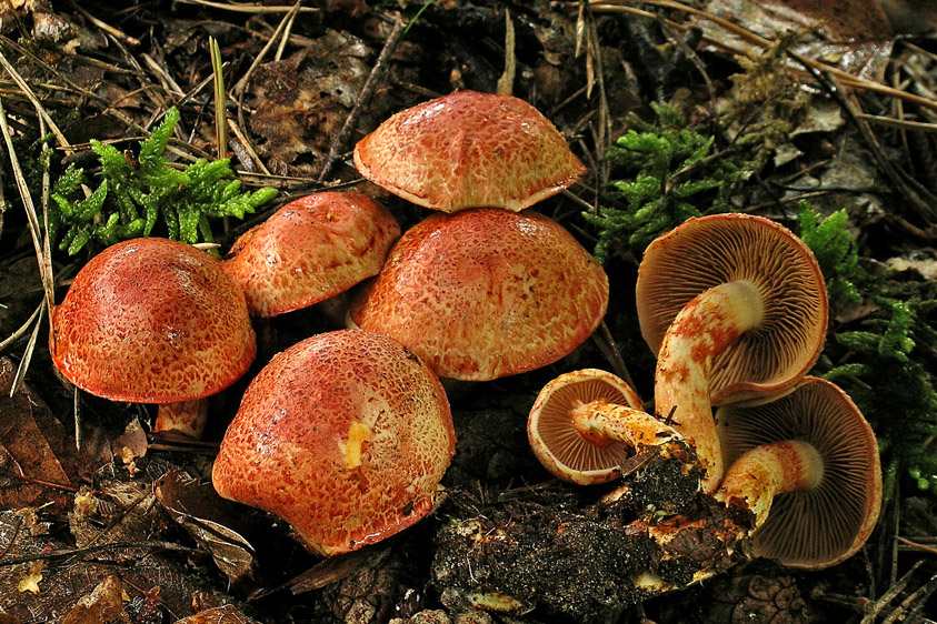 Cortinarius bolaris (door Henk Huijser)