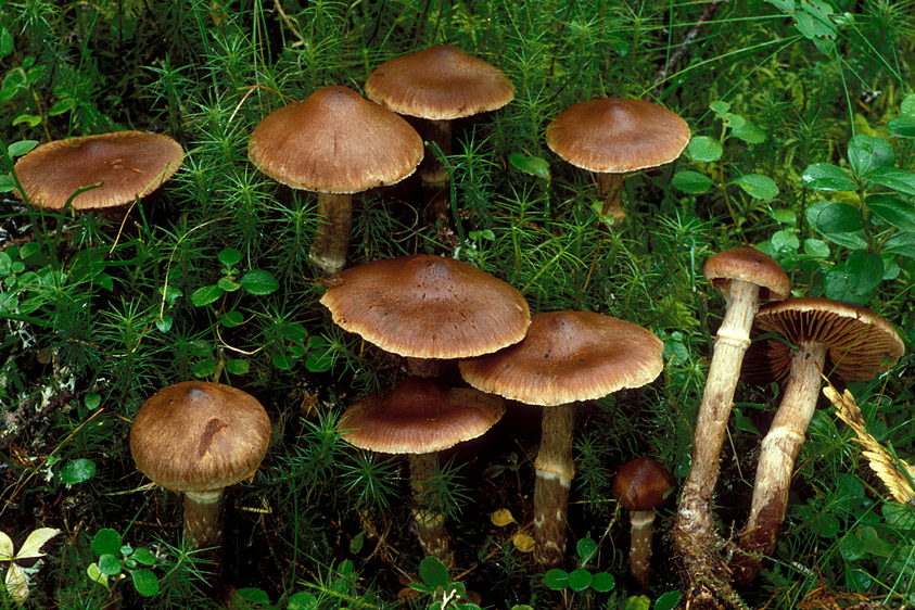 Cortinarius brunneus (door Henk Huijser)