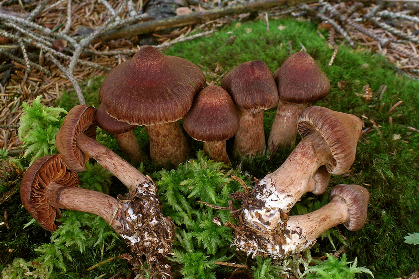 Cortinarius brunneus (door Henk Huijser)