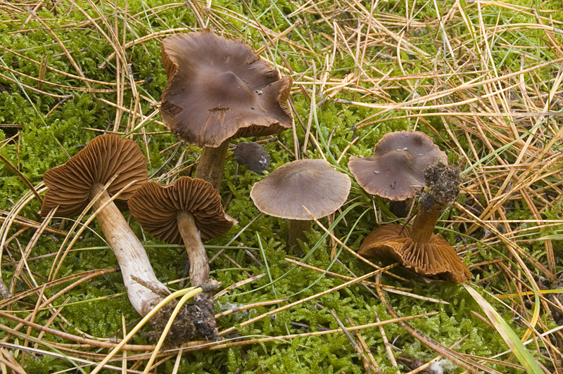 Cortinarius glandicolor (door Nico Dam)