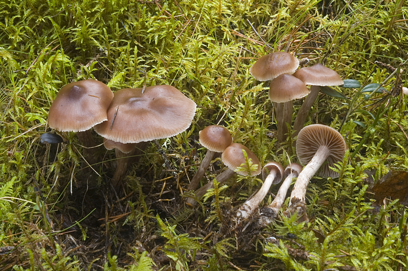 Cortinarius glandicolor (door Nico Dam)