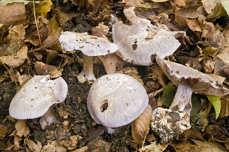 Cortinarius caerulescens (door Nico Dam)