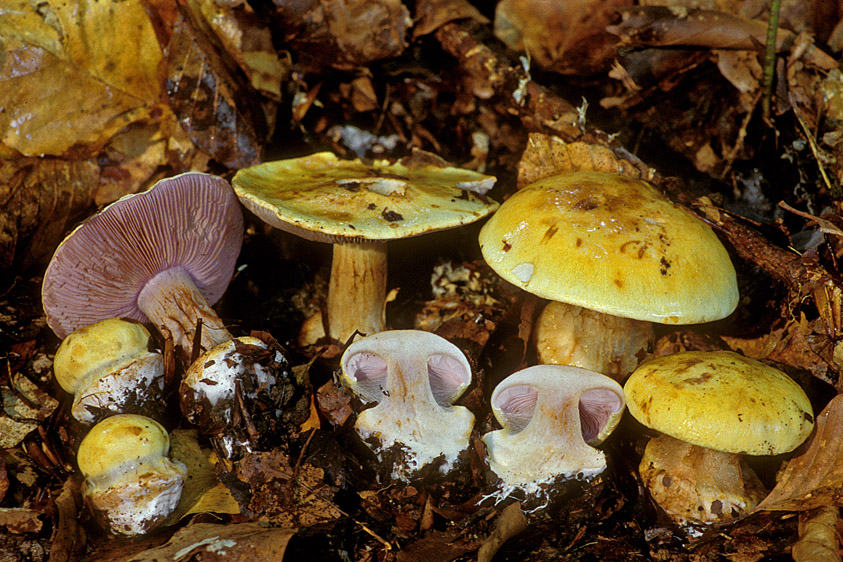 Cortinarius calochrous (door Henk Huijser)