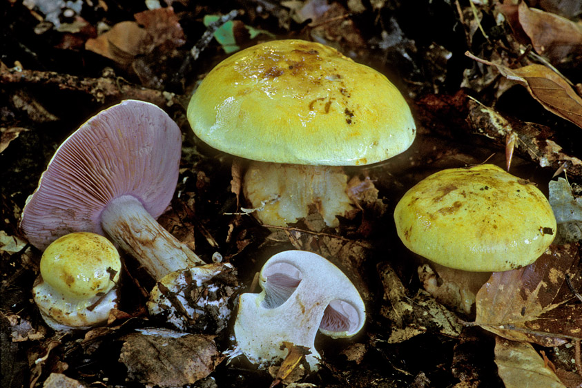 Cortinarius calochrous (door Henk Huijser)