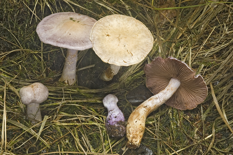 Cortinarius camphoratus (door Nico Dam)