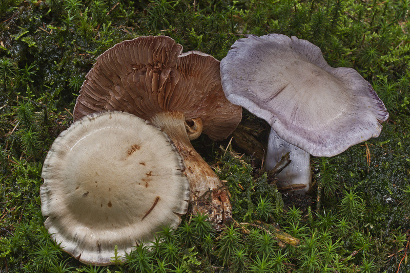 Cortinarius camphoratus (door Gerben Winkel)