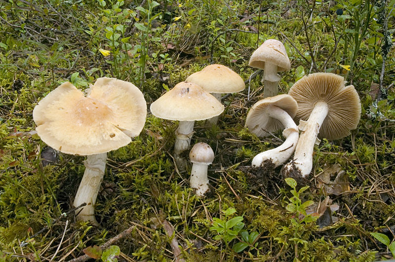 Cortinarius caperatus (door Nico Dam)