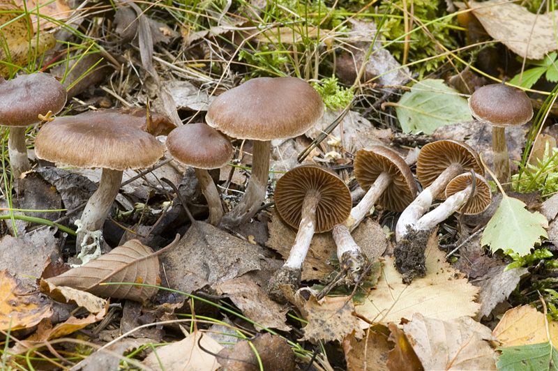 Cortinarius casimiri (door Nico Dam)