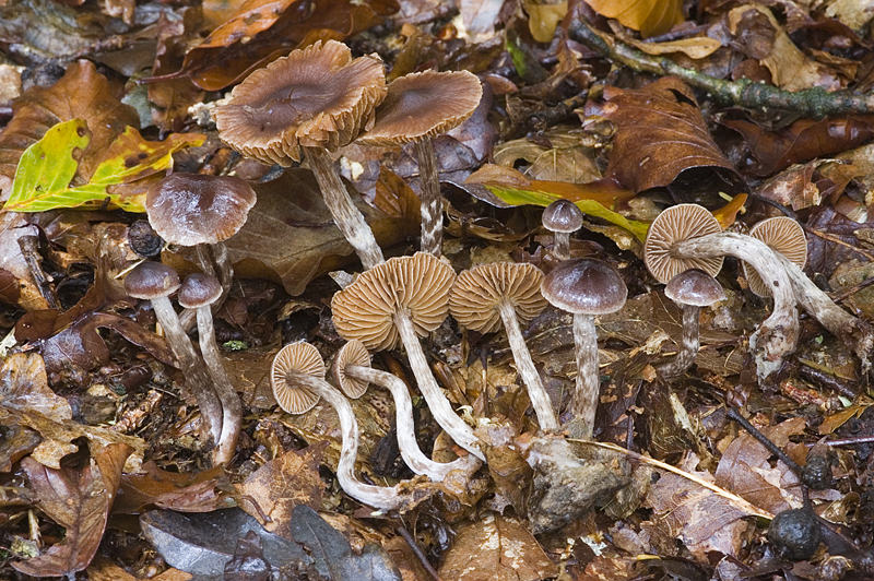 Cortinarius casimiri (door Nico Dam)