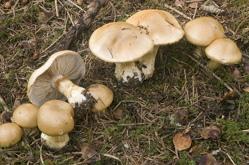 Cortinarius cephalixus (door Nico Dam)