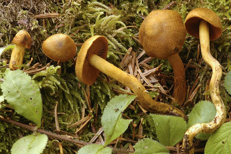 Cortinarius cinnamomeus (door Nico Dam)