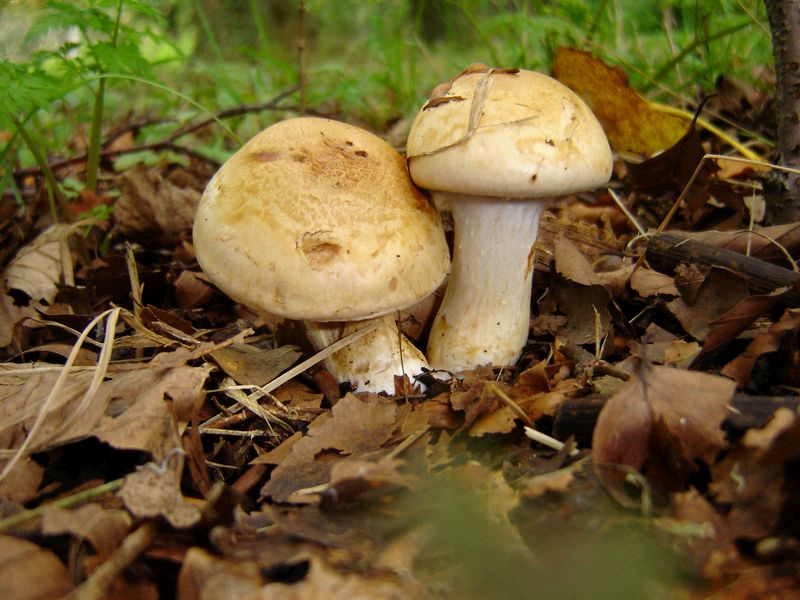 Cortinarius coalescens (door Gert Immerzeel)