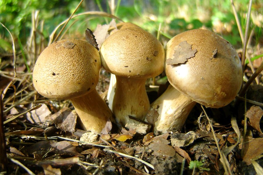 Cortinarius coalescens (door Gert Immerzeel)